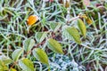 Winter frost on fall leaves and autumn grass background Royalty Free Stock Photo