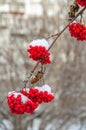 frost. first snow on bunches of red ash Royalty Free Stock Photo