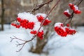 frost. first snow on bunches of red ash Royalty Free Stock Photo