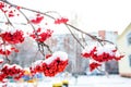 frost. first snow on bunches of red ash Royalty Free Stock Photo