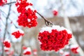 frost. first snow on bunches of red ash Royalty Free Stock Photo