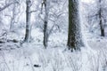 Winter in frost forest with tree and snow