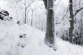 Winter in frost forest with tree and snow