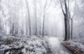 Winter in frost forest with tree and snow