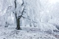 Winter in frost forest with tree and snow