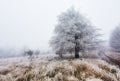 Winter in frost forest with tree and snow