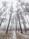 Winter in frost forest with tree and snow