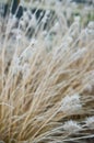 Winter frost on front yard decorative grass