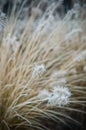 Winter frost on front yard decorative grass Royalty Free Stock Photo