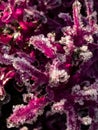 Winter frost and ice on Brassica Ornamental Cabbage leaves on a sunny day