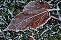 Winter Frost on Leaf Royalty Free Stock Photo