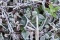 Winter frost on leaves and grass background.