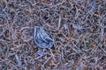 Winter frost on leaves and grass background Royalty Free Stock Photo