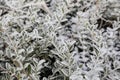Winter frost. Lonicera bush branches covered with white hoarfrost. Morning frost, green frozen plant leaves. Onset of Royalty Free Stock Photo
