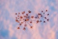 Dry plants in snow