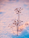 Dry plants in snow