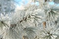 Winter frost pine branch Royalty Free Stock Photo