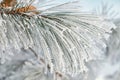 Winter frost pine branch