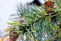 Winter frost on pine needles with dried leaves. Royalty Free Stock Photo