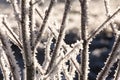 winter frost plants