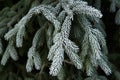 Winter frost on spruce christmas tree Royalty Free Stock Photo