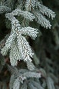 Winter frost on spruce christmas tree Royalty Free Stock Photo