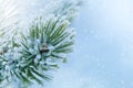 Winter frost on spruce Christmas tree close-up