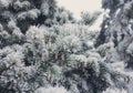 Winter frost on spruce christmas tree close-up Royalty Free Stock Photo