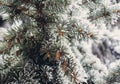 Winter frost on spruce christmas tree close-up Royalty Free Stock Photo
