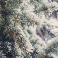 Winter frost on spruce christmas tree close-up Royalty Free Stock Photo