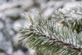 Winter frost on spruce christmas tree close-up. Royalty Free Stock Photo