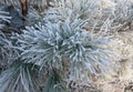 Winter frost on spruce tree close-up Royalty Free Stock Photo