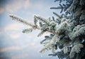 Winter frost on spruce tree close-up Royalty Free Stock Photo