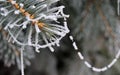 Winter frost on spruce tree close-up Royalty Free Stock Photo