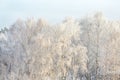 Winter frost on tree branches full frame pure winter background