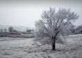 Winter Frosted tree