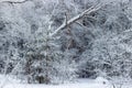 Winter frosty forest Royalty Free Stock Photo