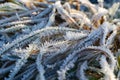 Winter Frosty Grass Pattern Royalty Free Stock Photo