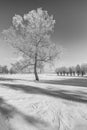 Winter, frosty landscape of Podlasie,