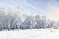 Winter frosty landscape. White birches covered with hoarfrost and snow Royalty Free Stock Photo