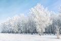 Winter frosty landscape. White birches covered with hoarfrost and snow Royalty Free Stock Photo