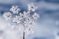 Winter frozen background in nature, freezing crystals on grass, macro photography Royalty Free Stock Photo