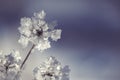 Winter frozen background in nature, freezing crystals on grass, macro photography Royalty Free Stock Photo