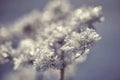 Winter frozen background in nature, freezing crystals on grass, macro photography Royalty Free Stock Photo