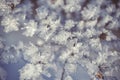 Winter frozen background in nature, freezing crystals on grass, macro photography Royalty Free Stock Photo