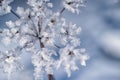 Winter frozen background in nature, freezing crystals on grass, macro photography Royalty Free Stock Photo