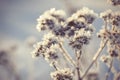 Winter frozen background in nature, freezing crystals on grass, macro photography Royalty Free Stock Photo