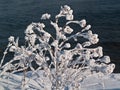 Winter frozen bush