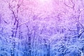 Winter frozen forest background Royalty Free Stock Photo