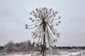 Winter frozen Giant Hogweed Heracleum mantegazzianum flower Royalty Free Stock Photo